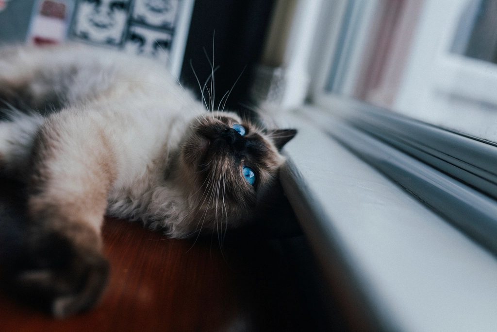 Imagem ilustrativa do artigo: Gato Siamês: predisposições genéticas que todo tutor deveria conhecer