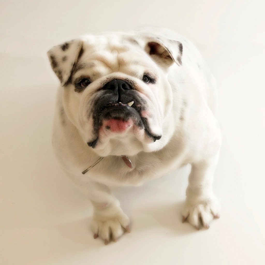 Imagem ilustrativa do artigo: Bulldog Inglês: cuidados respiratórios e articulares da raça