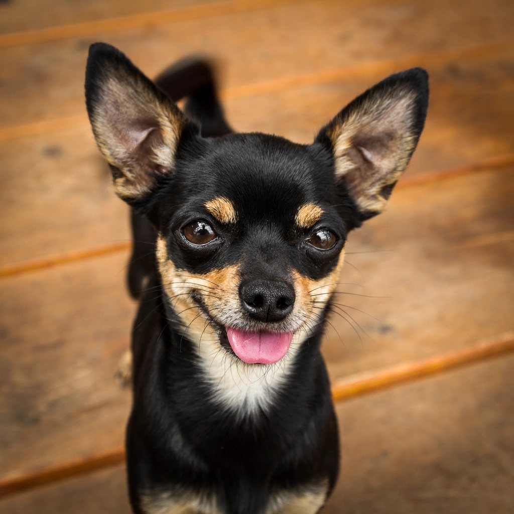 Imagem ilustrativa do artigo: Chihuahua: cuidados cardíacos e dentários da raça