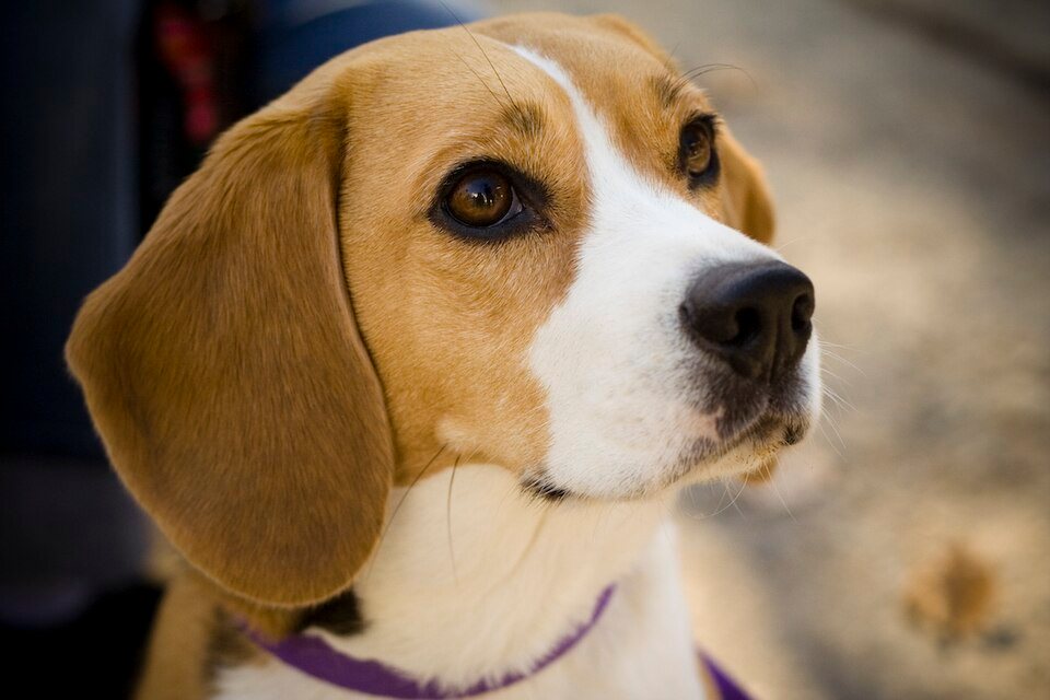 Imagem ilustrativa do artigo: Beagle: predisposição a obesidade e problemas de coluna