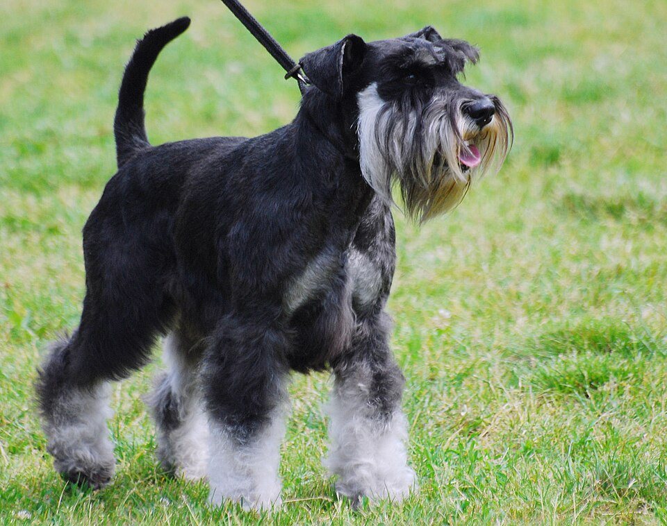 Imagem ilustrativa do artigo: Schnauzer: predisposição a doenças renais e pancreáticas