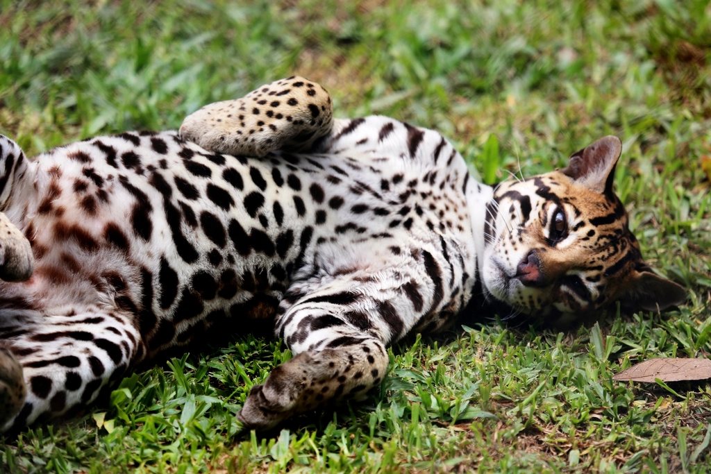 Imagem ilustrativa do artigo: Gato Bengal: cuidados específicos de uma raça ativa