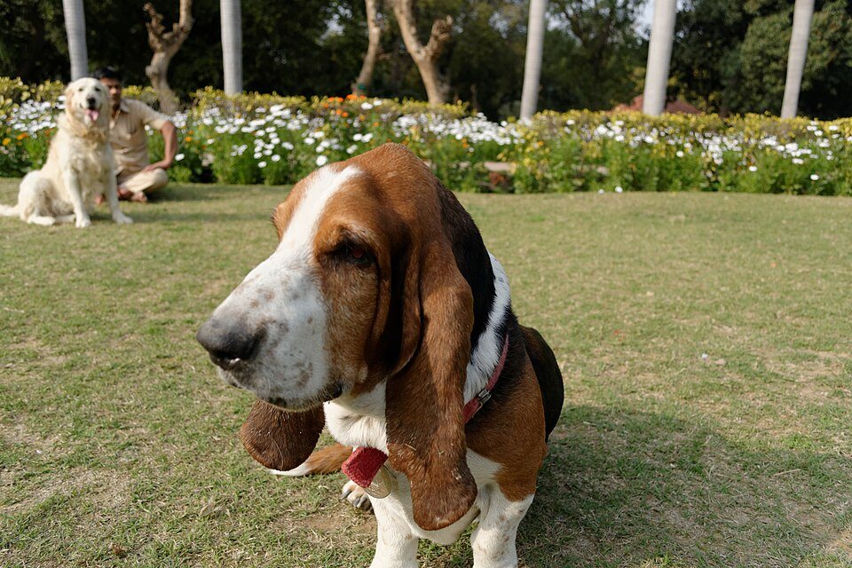 Imagem ilustrativa do artigo: Basset Hound: cuidados com a coluna e as orelhas da raça
