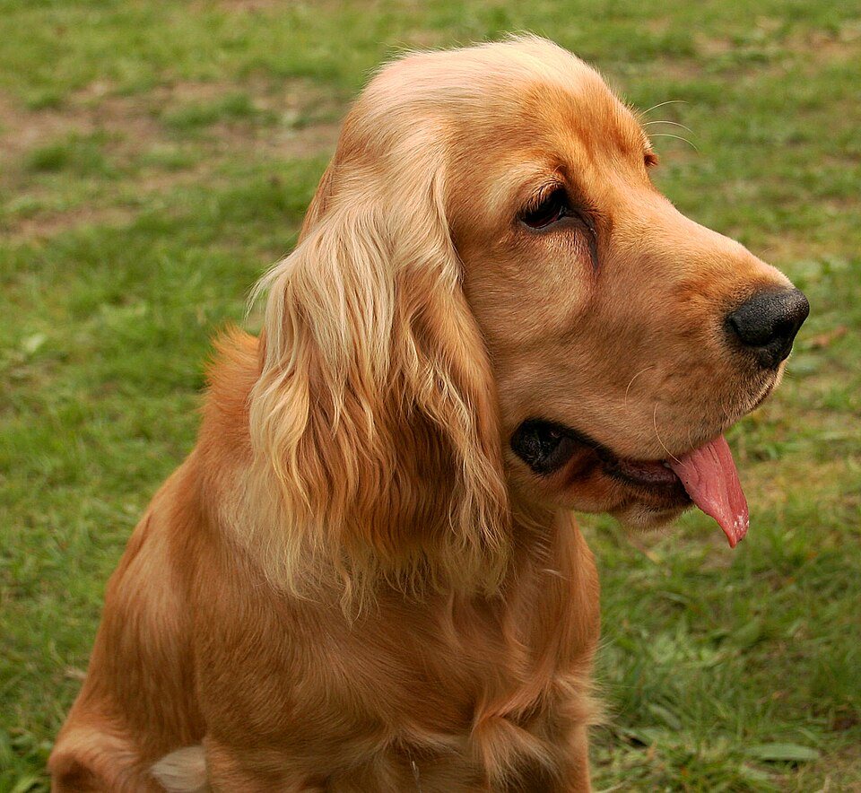Imagem ilustrativa do artigo: Cocker Spaniel: predisposição a otite e problemas oculares