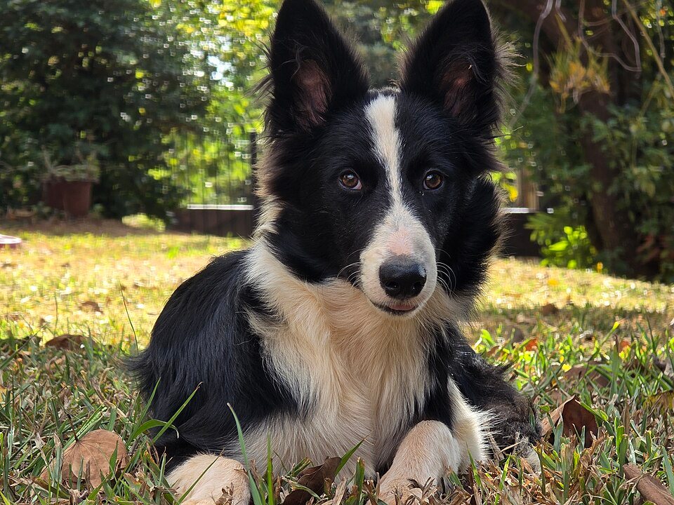Imagem ilustrativa do artigo: Border Collie: epilepsia e outras predisposições neurológicas da raça