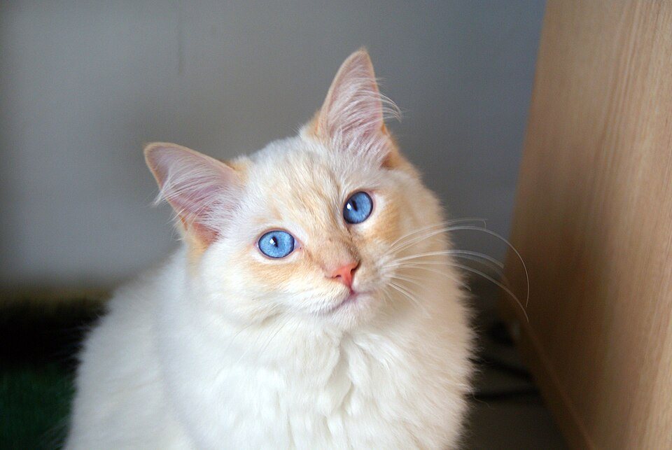 Imagem ilustrativa do artigo: Gato Ragdoll: predisposição a doenças cardíacas e renais
