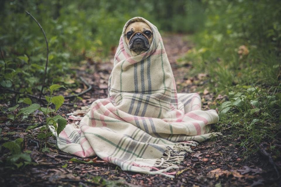 Imagem ilustrativa do artigo: Pug: cuidados respiratórios e oculares específicos da raça