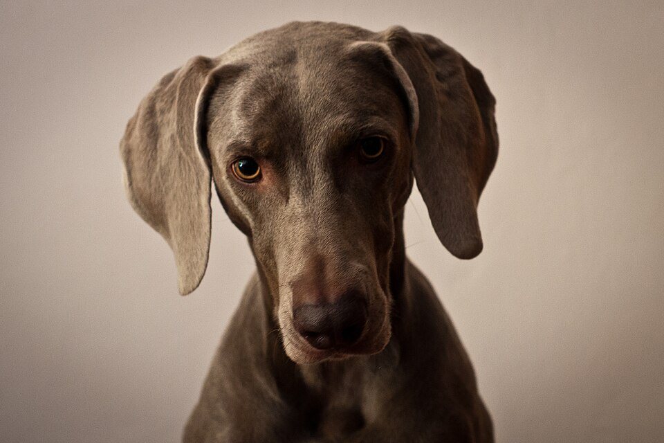 Imagem ilustrativa do artigo: Weimaraner: predisposição à torção gástrica e cuidados necessários