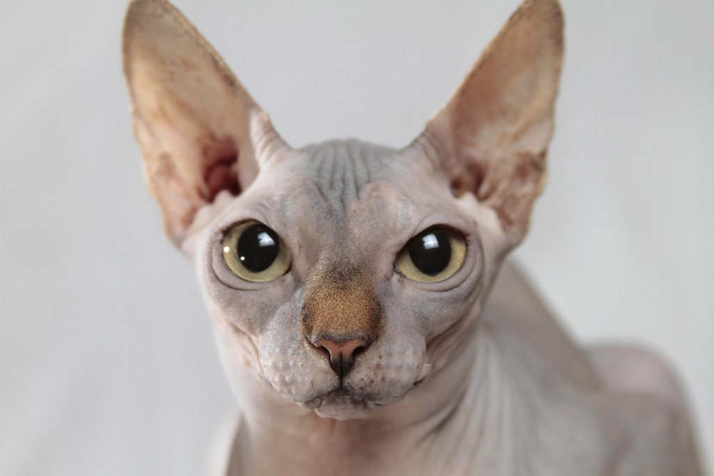 Imagem ilustrativa do artigo: Gato Sphynx: cuidados de pele específicos de uma raça sem pelos
