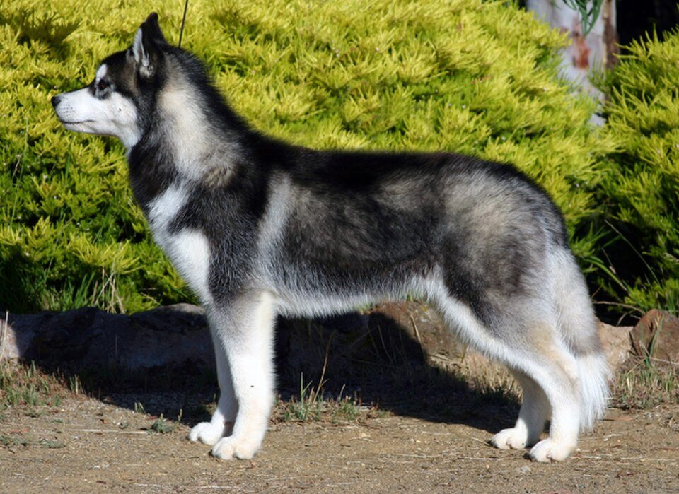 Imagem ilustrativa do artigo: Husky Siberiano: predisposições oftalmológicas da raça