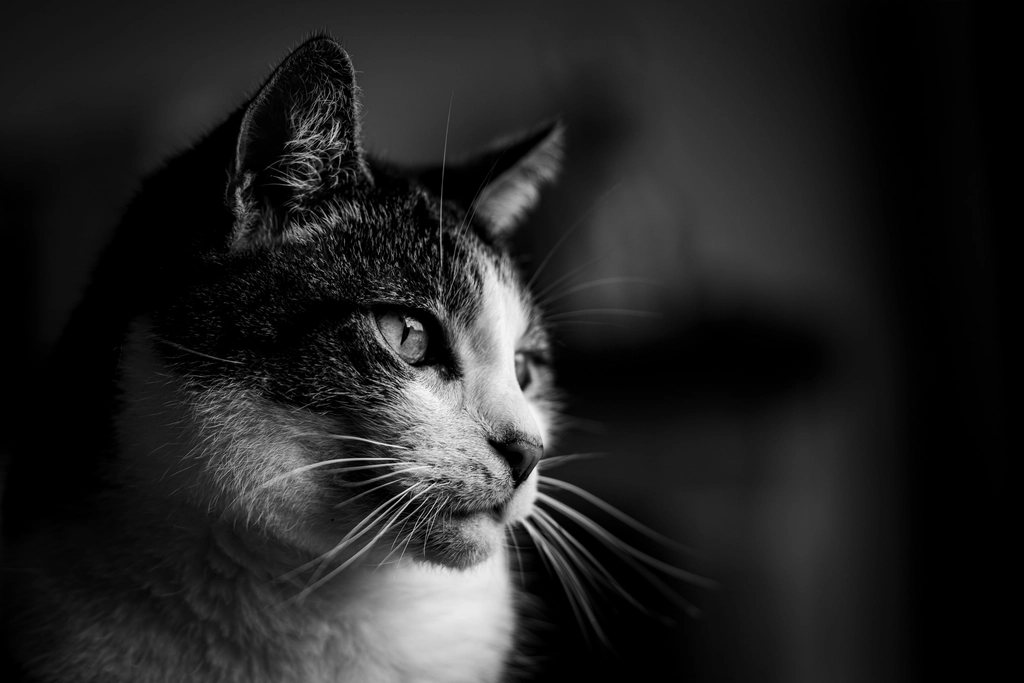 Imagem ilustrativa do artigo: Como identificar dor em cães e gatos que não conseguem 'dizer'