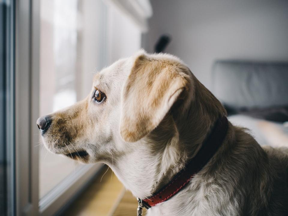 Imagem ilustrativa do artigo: Cuidados com cães em quimioterapia: o que muda na rotina em casa