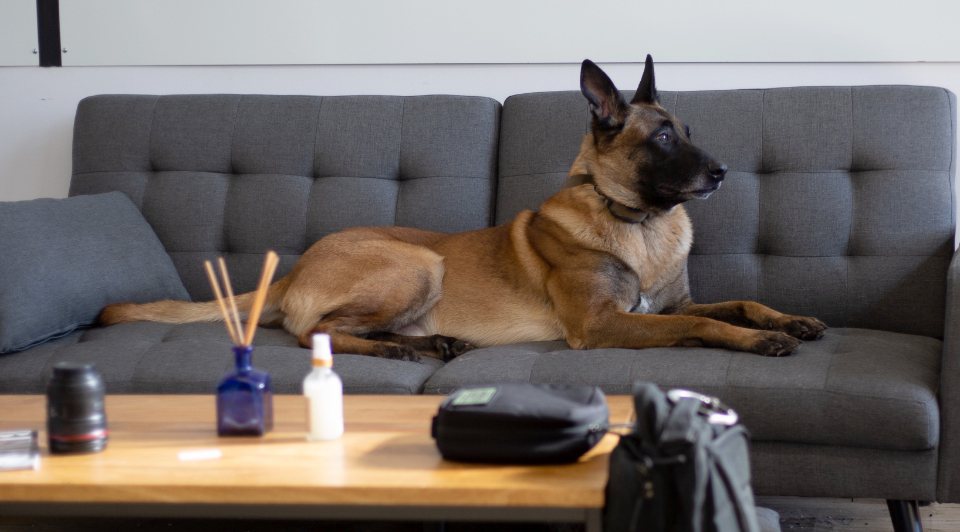 Imagem ilustrativa do artigo: Como higienizar a orelha do seu cão em casa corretamente