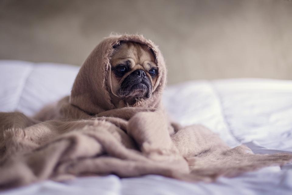 Imagem ilustrativa do artigo: Cuidados com cães convalescentes: alimentação e repouso adequados