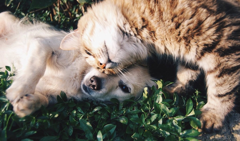 Imagem ilustrativa do artigo: Mitos e verdades sobre a castração de cães e gatos