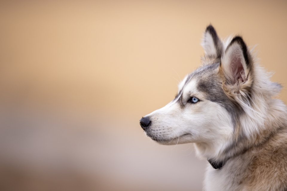 Imagem ilustrativa do artigo: Novembro Azul Pet: saúde reprodutiva e prevenção em pets machos