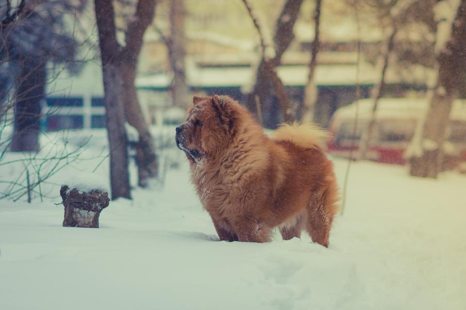 Imagem ilustrativa do artigo: Inverno: cuidados preventivos com doenças respiratórias em pets