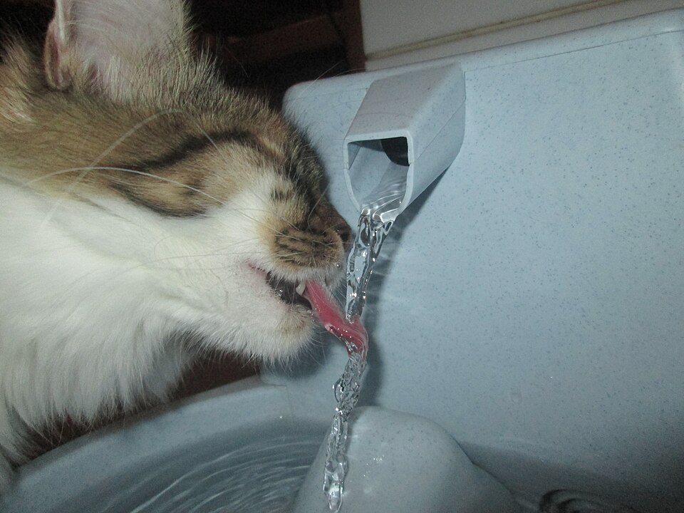 Imagem ilustrativa do artigo: Prevenção de doenças renais em gatos: hábitos que ajudam desde cedo