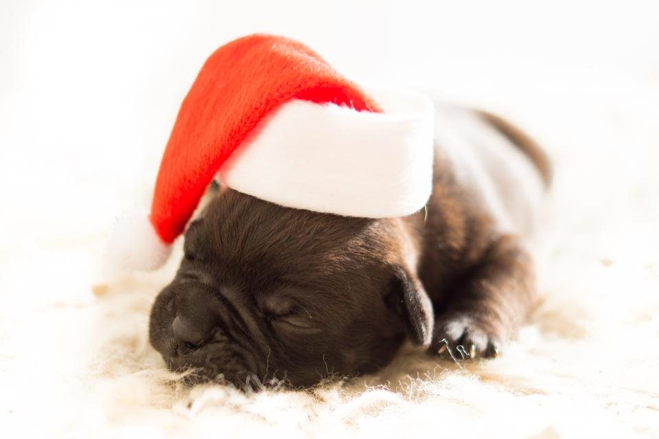 Imagem ilustrativa do artigo: Dezembro: cuidados preventivos com pets durante as festas de fim de ano