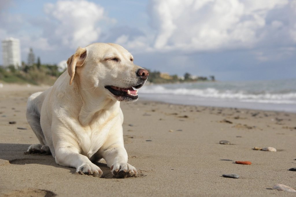 Imagem ilustrativa do artigo: Prontuário eletrônico: como a Prontovet garante o histórico completo do seu pet