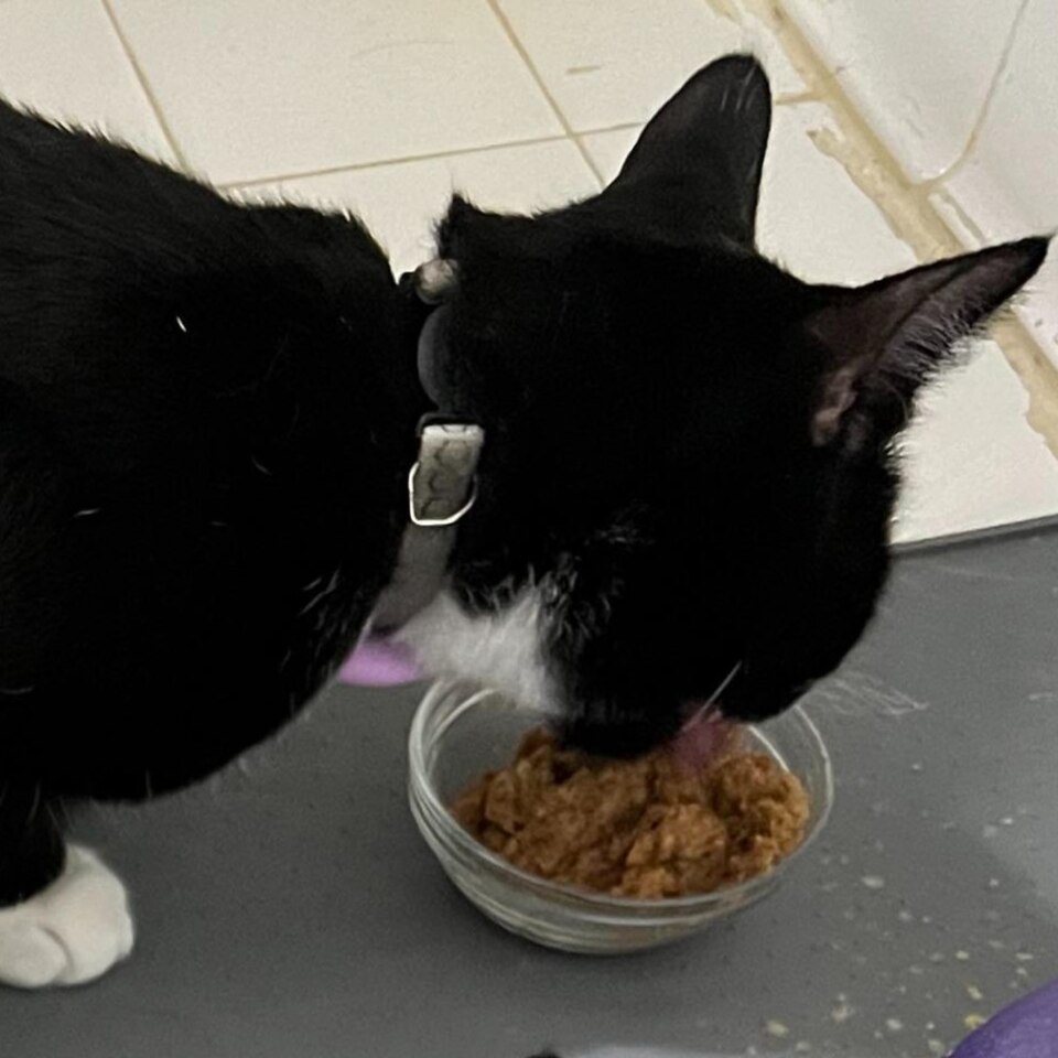Imagem ilustrativa do artigo: Dieta renal para gatos: por que ela é parte do tratamento