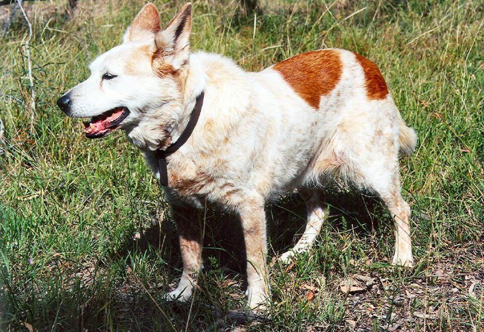 Imagem ilustrativa do artigo: Suplementos articulares: quando eles realmente ajudam cães com osteoartrite
