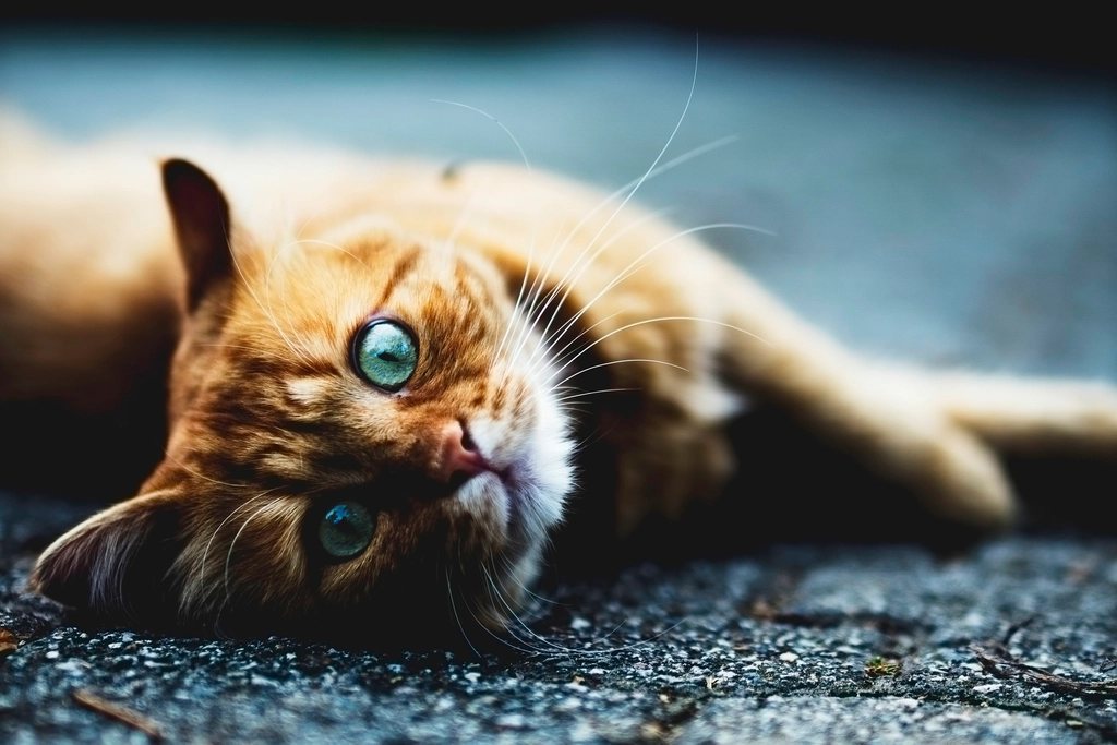 Imagem ilustrativa do artigo: Nutrição para gatos idosos: ajustes que fazem diferença