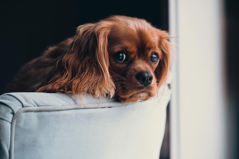 Imagem ilustrativa do artigo: Como pet-proofar a casa: uma checklist de segurança para tutores