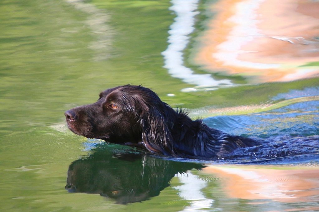 Imagem ilustrativa do artigo: Como agir em caso de afogamento de um pet