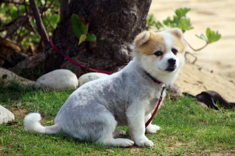 Imagem ilustrativa do artigo: Por que cachorro persegue o próprio rabo?