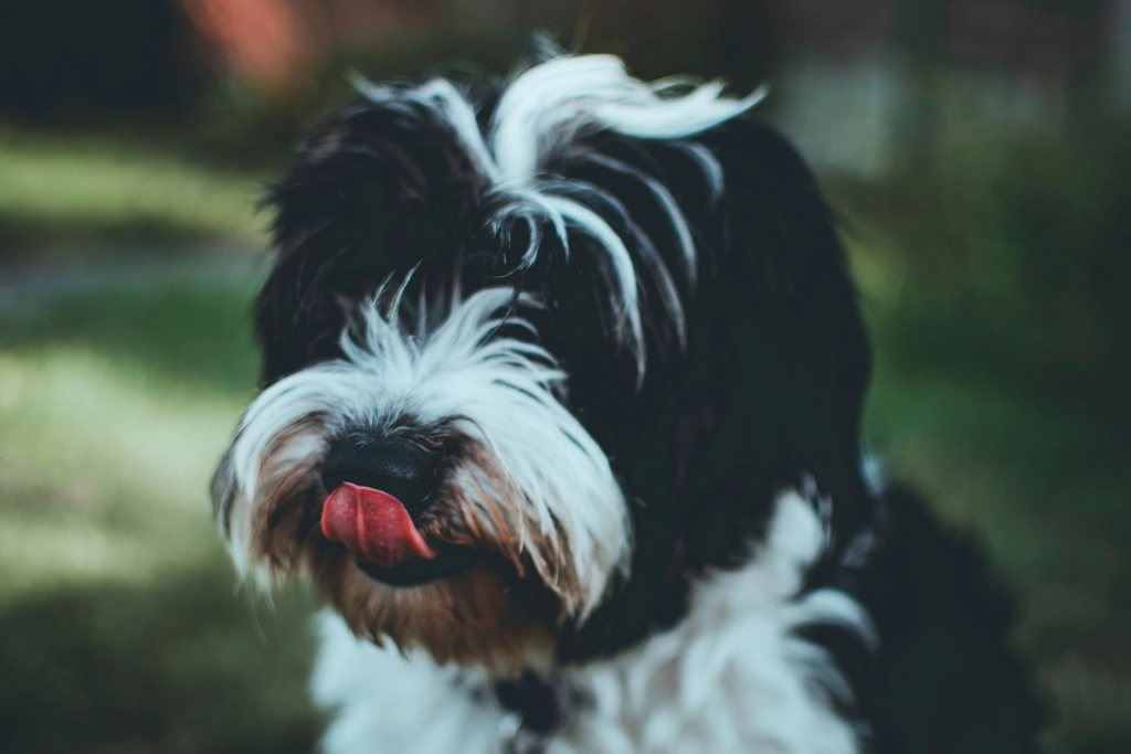 Imagem ilustrativa do artigo: Por que cachorro lambe o dono? O que esse gesto significa