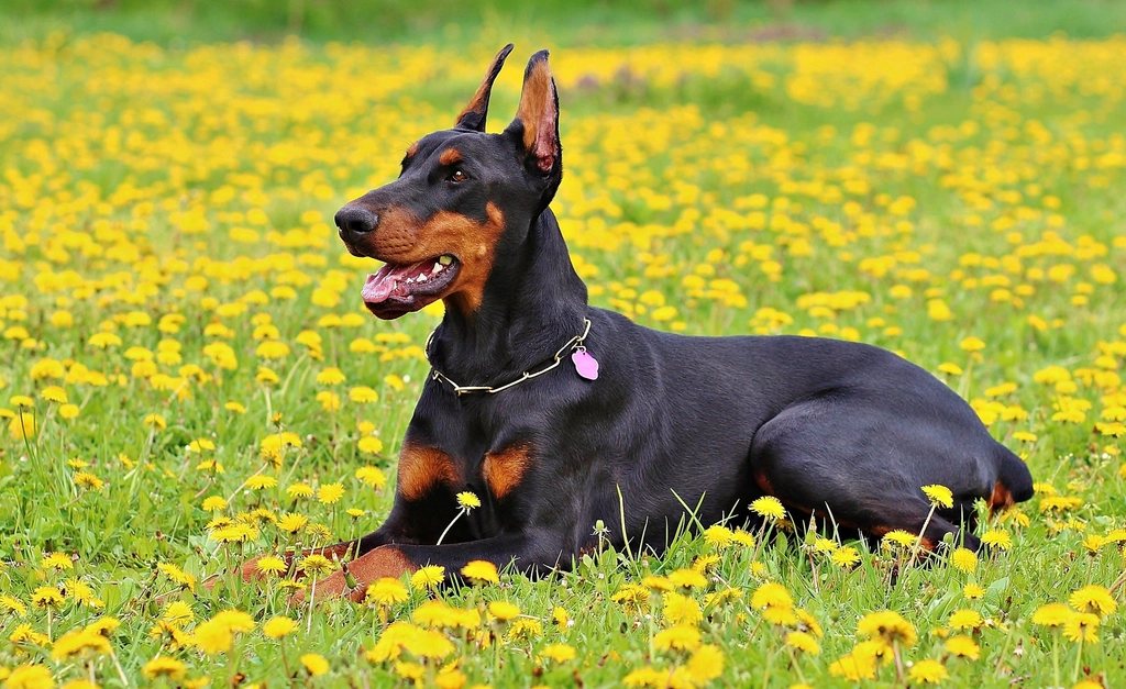 Imagem ilustrativa do artigo: Por que cachorro cava buracos no jardim ou no sofá?