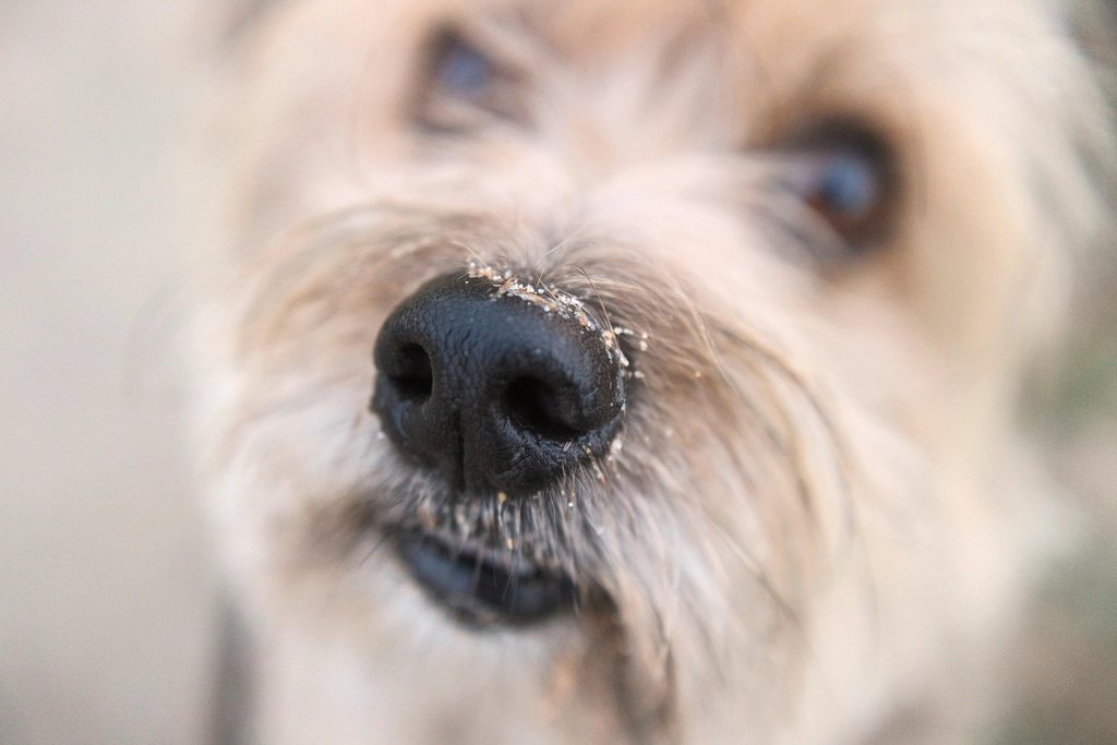 Imagem ilustrativa do artigo: Por que cachorro fica com o nariz sempre úmido?