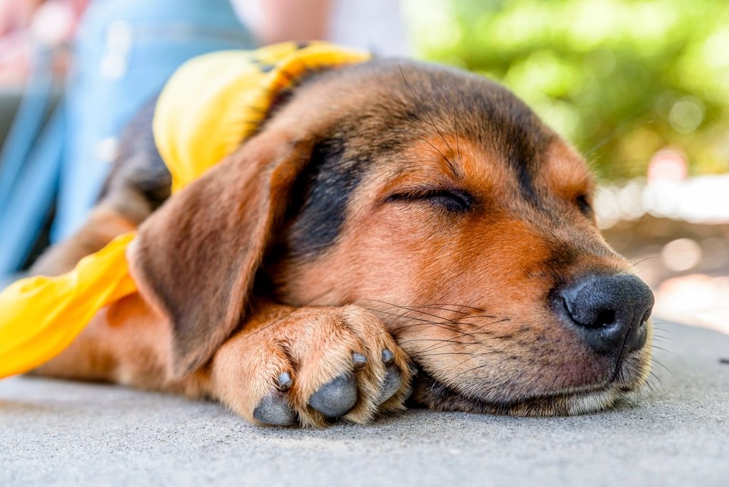 Imagem ilustrativa do artigo: Por que cachorro enterra ossos e brinquedos?
