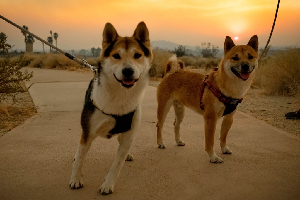 Imagem ilustrativa do artigo: Cachorro sente ciúmes? O que estudos mostram sobre as emoções caninas