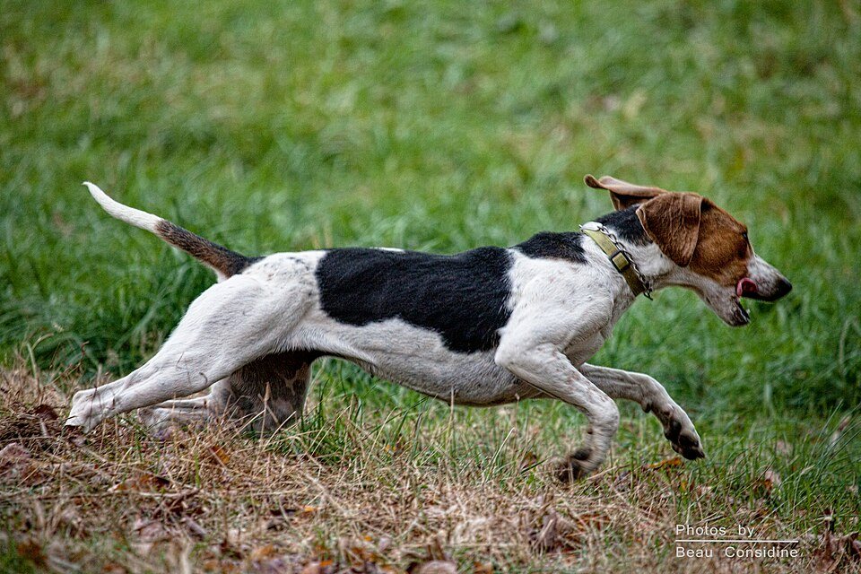 Imagem ilustrativa do artigo: Cachorro reconhece o próprio nome? Como funciona o aprendizado canino