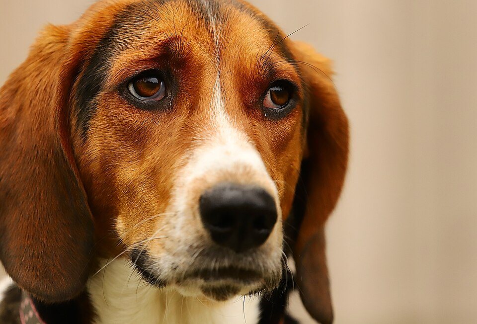 Imagem ilustrativa do artigo: Cachorro sente quando o dono está triste?