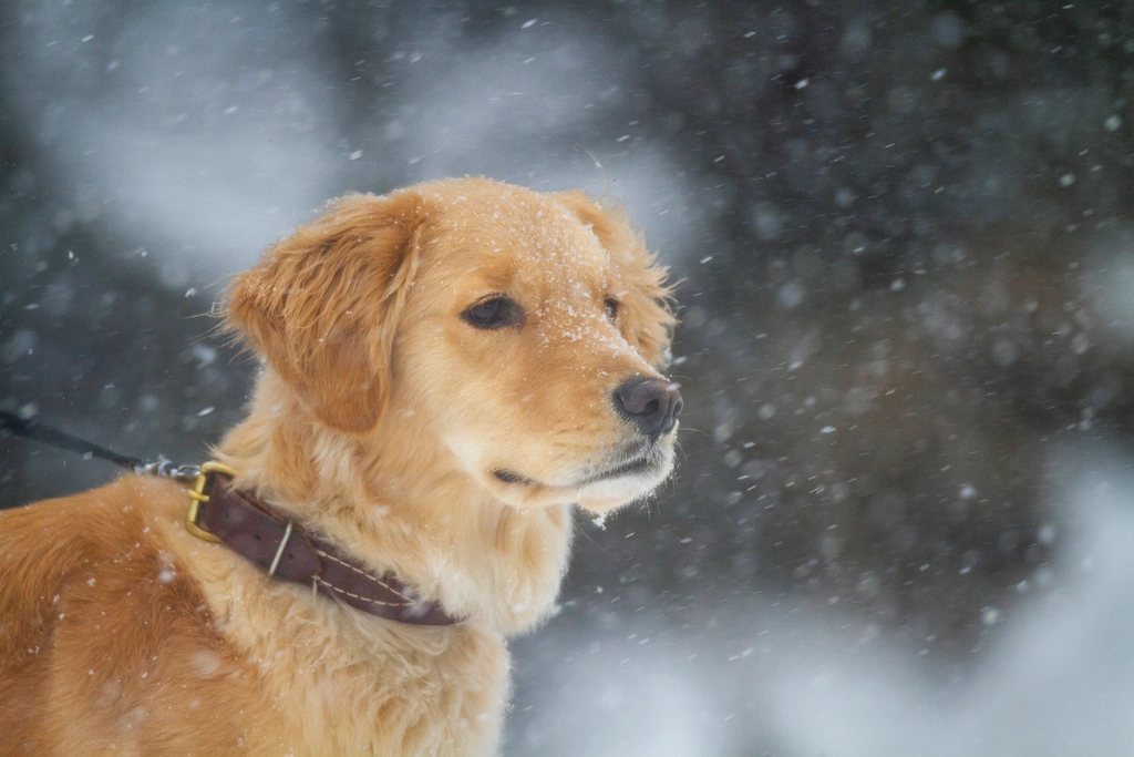 Imagem ilustrativa do artigo: Como calcular a idade do cachorro em anos humanos