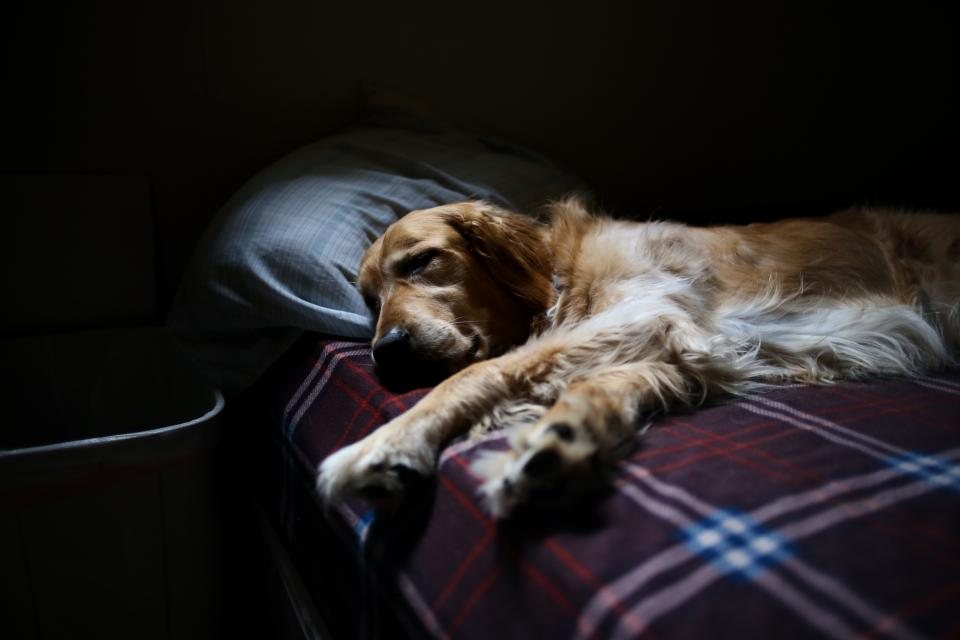 Imagem ilustrativa do artigo: Por que cachorro gosta de dormir encostado no dono?