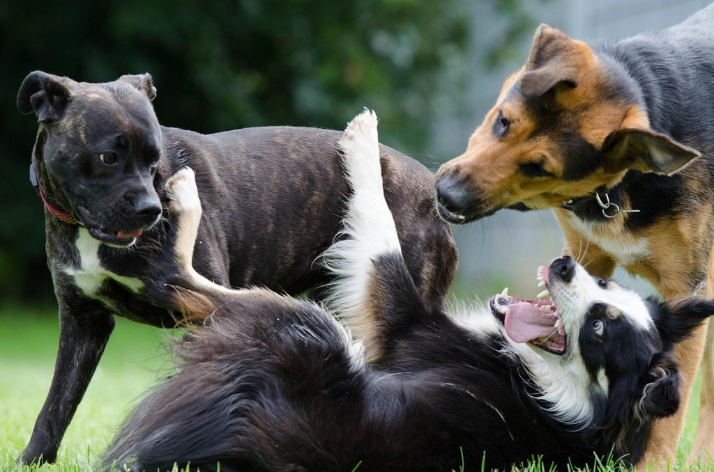 Imagem ilustrativa do artigo: Por que cachorro rosna durante a brincadeira? É normal?