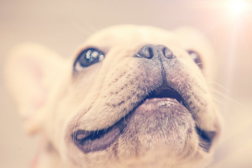 Imagem ilustrativa do artigo: Como interpretar a linguagem corporal do cachorro (orelhas, rabo e postura)