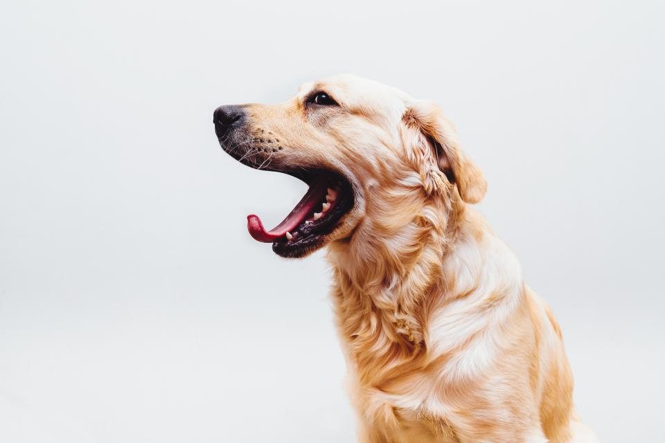 Imagem ilustrativa do artigo: Sinais de apaziguamento: como os cães avisam antes de um ataque