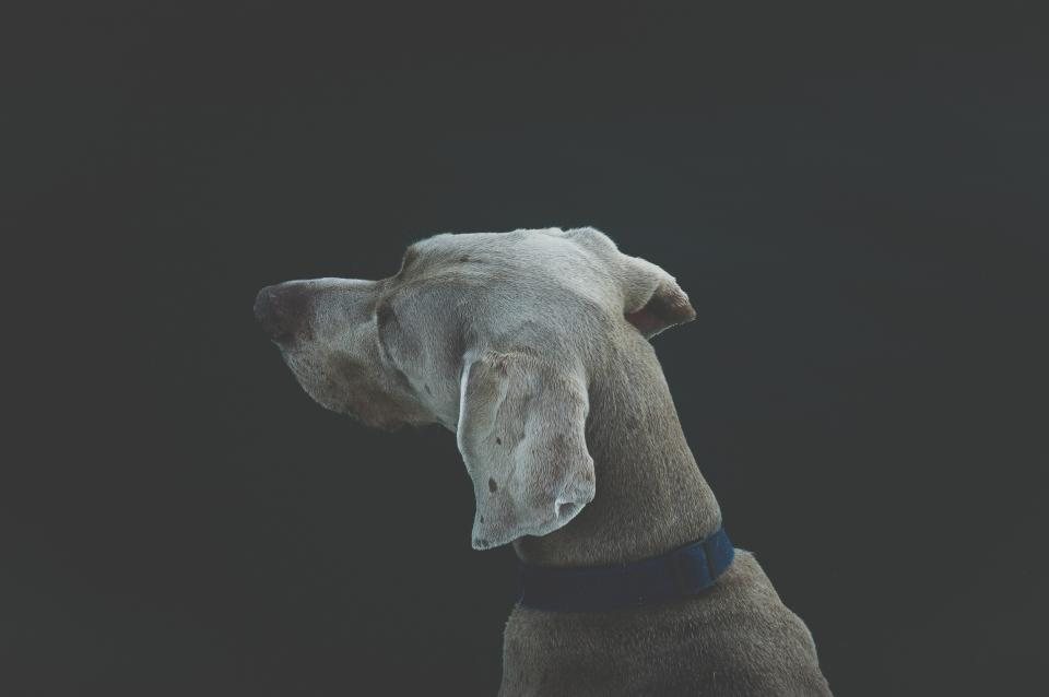 Imagem ilustrativa do artigo: Por que meu cachorro não gosta de determinadas pessoas?