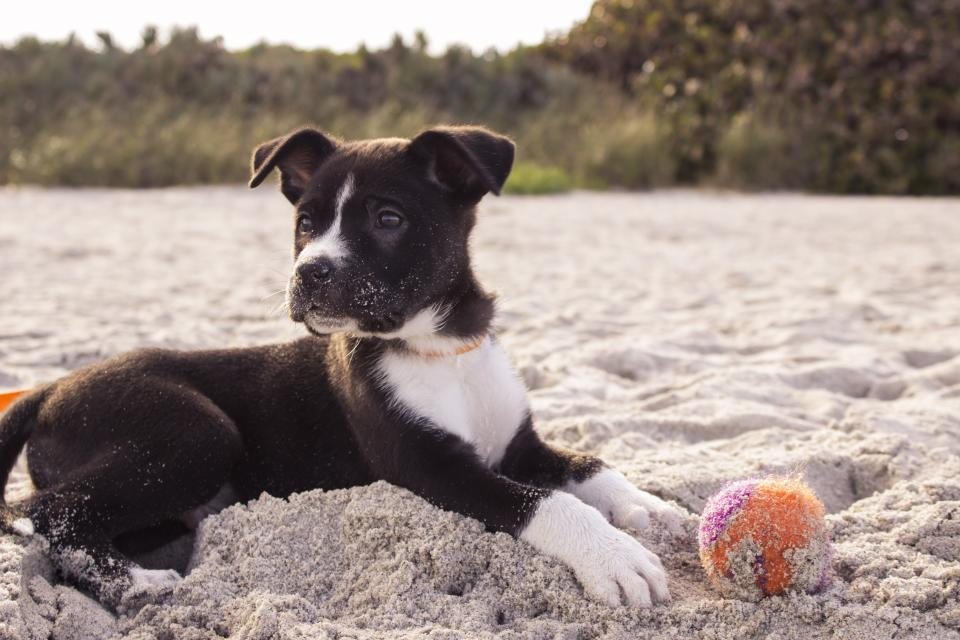 Imagem ilustrativa do artigo: Por que cachorro busca a bolinha mas não devolve?