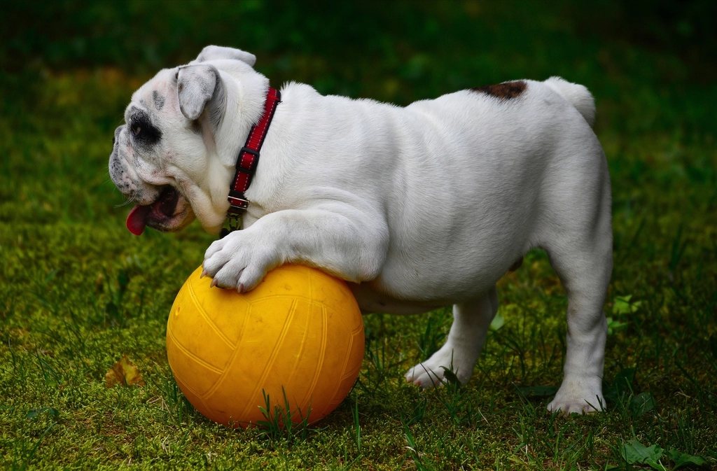 Imagem ilustrativa do artigo: Reforço positivo x punição: qual funciona melhor no adestramento canino