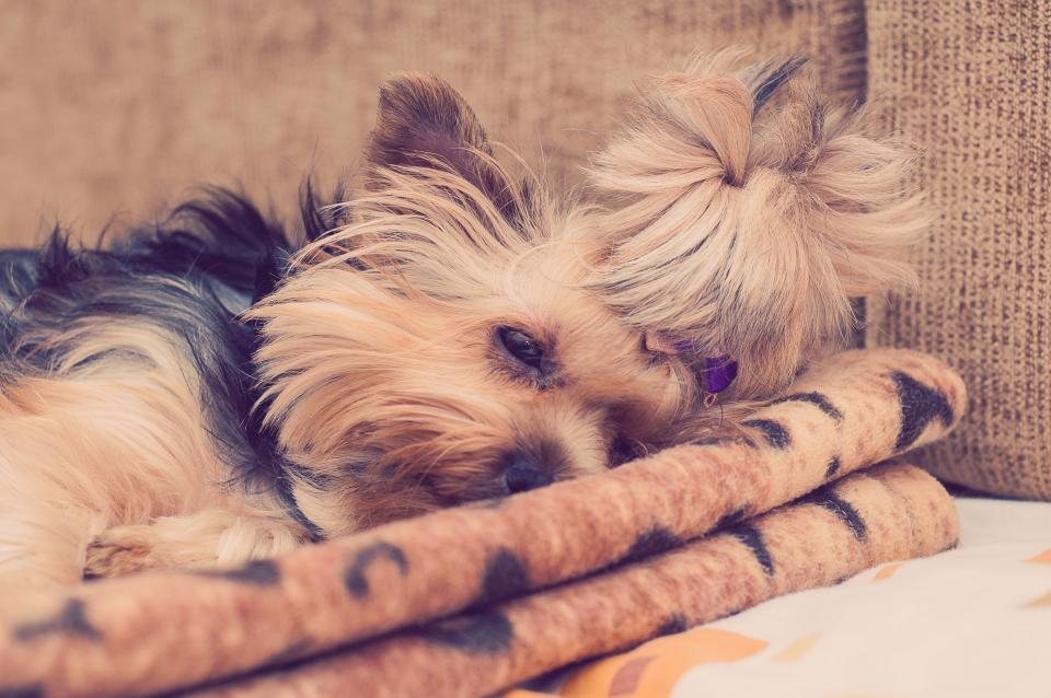 Imagem ilustrativa do artigo: Como apresentar um cachorro a um bebê recém-nascido com segurança