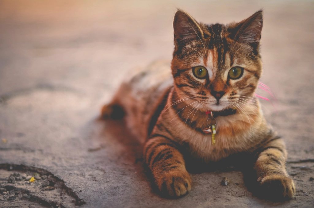 Imagem ilustrativa do artigo: Cachorro pode comer ração de gato? Entenda os riscos