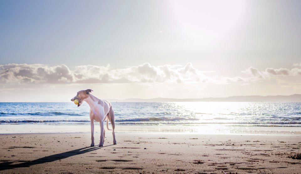 Imagem ilustrativa do artigo: Cães enxergam quais cores? Desvendando a visão canina