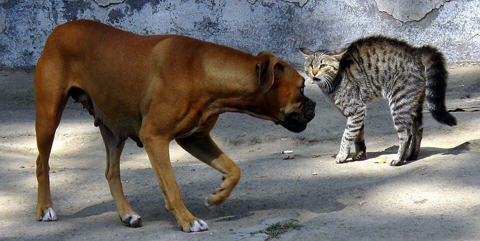 Imagem ilustrativa do artigo: Gato ou cachorro: qual é o animal mais inteligente, segundo a ciência