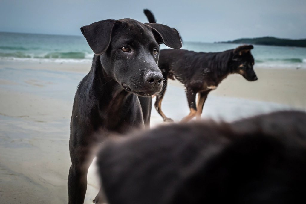 Imagem ilustrativa do artigo: Por que cães e gatos têm medo de barulhos altos? A ciência da audição sensível